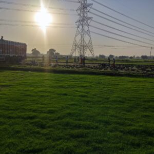 Loose Natural Lawn Grass for Dibbling Technique