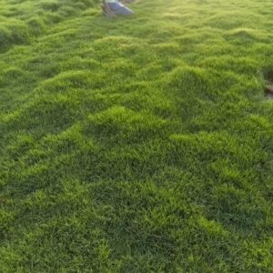 Natural Loose Korean Grass