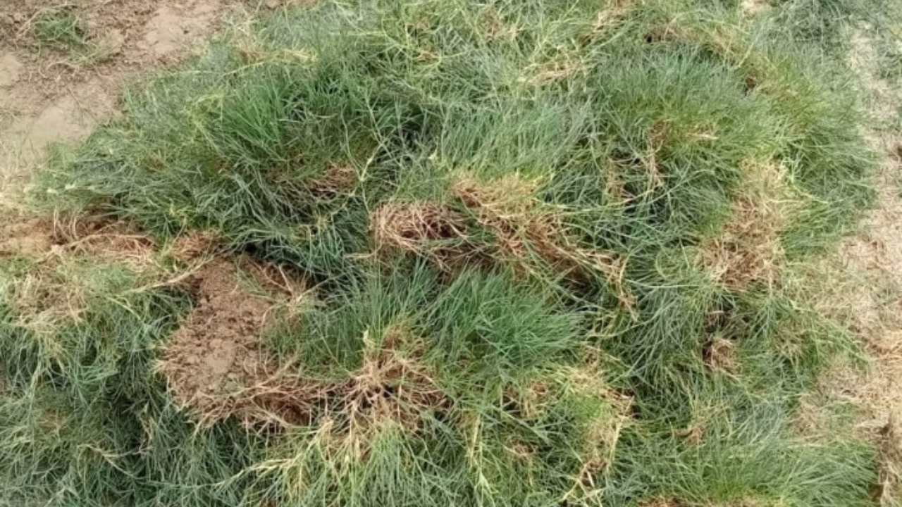 Your Trusted Supplier of Loose Natural Lawn Grass
