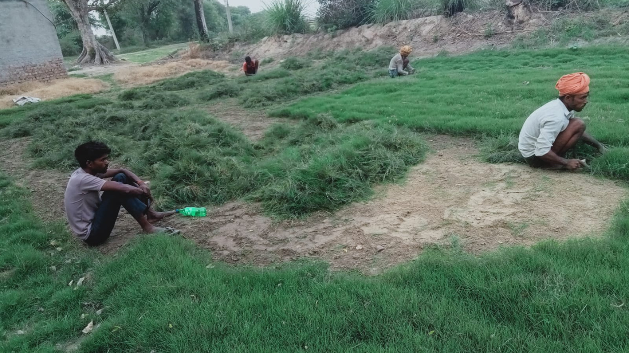 Your Trusted Supplier of Loose Natural Lawn Grass