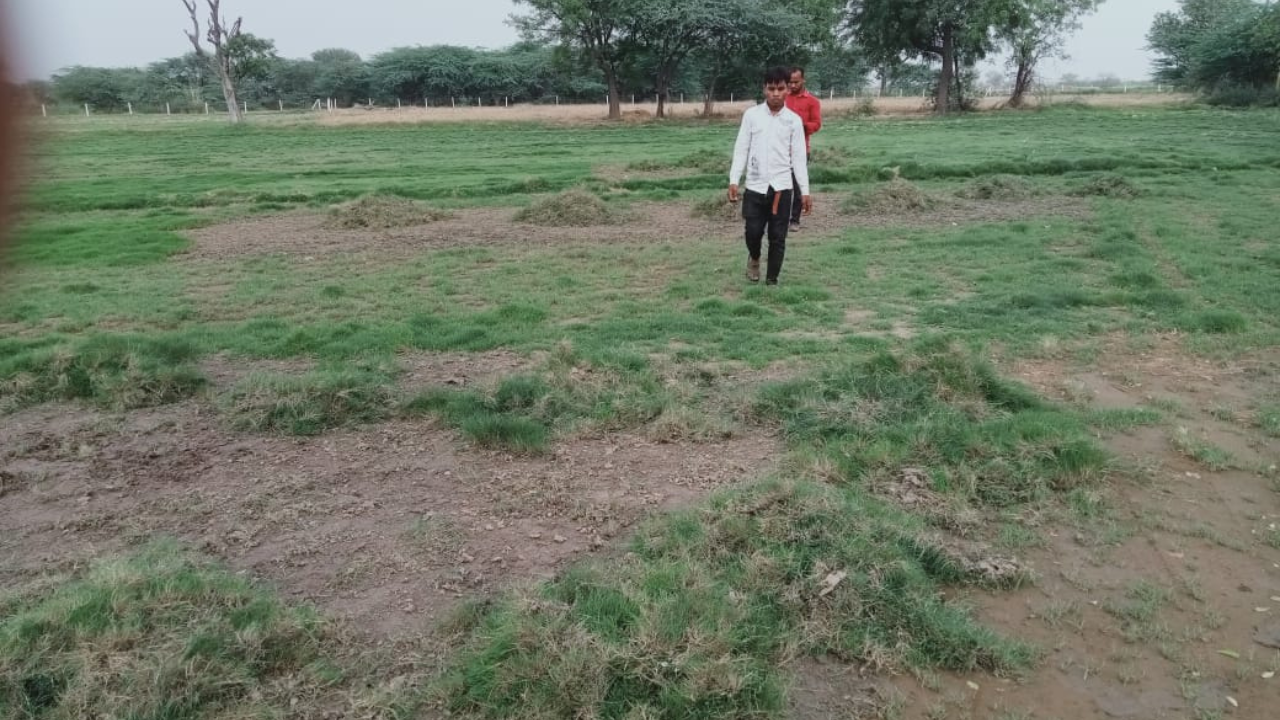 Your Trusted Supplier of Loose Natural Lawn Grass