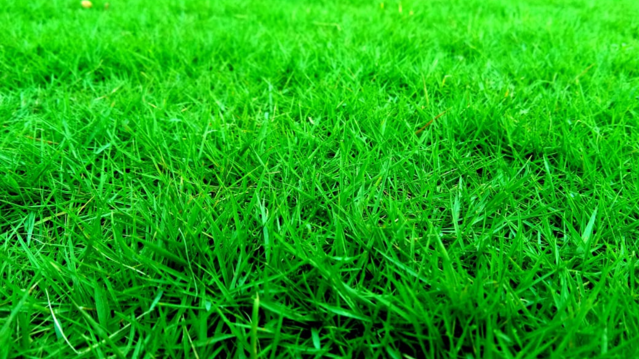 Natural Loose Grass At Balaji Nursery, we specialize in supplying high-quality Natural Lawn Grass in loose form, perfect for creating beautiful and healthy lawns. As a trusted supplier across India, we offer a wide range of grass types, including Korean grass, Bermuda grass, Mexican grass, and Selection No. 1 grass, tailored to suit various landscaping and horticultural needs.