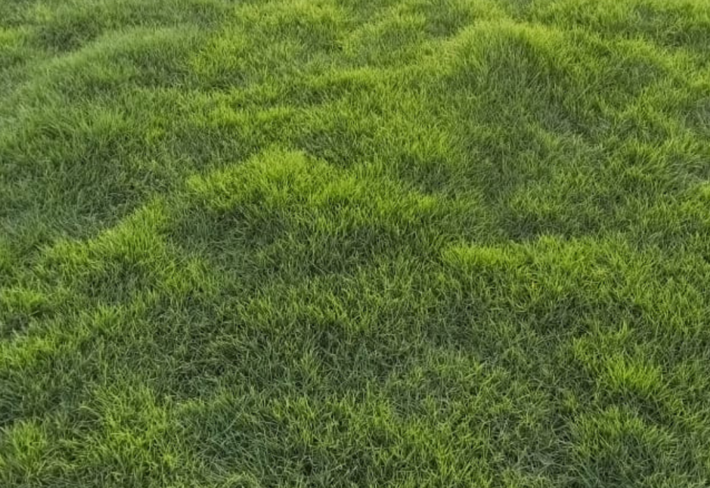 Bermuda Lawn Grass | Natural Bermuda Grass | Lawn Carpet Rolls | Bermuda Turf Supplier | Garden Sod Grass | Bermuda Grass Wholesale