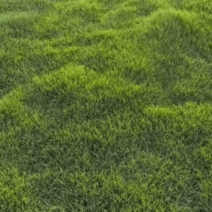 Order loose natural lawn grass online today and get it delivered to your doorstep within 1 day!