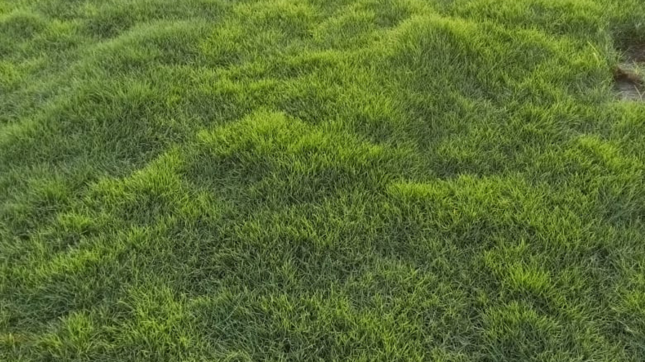 Order loose natural lawn grass online today and get it delivered to your doorstep within 1 day!