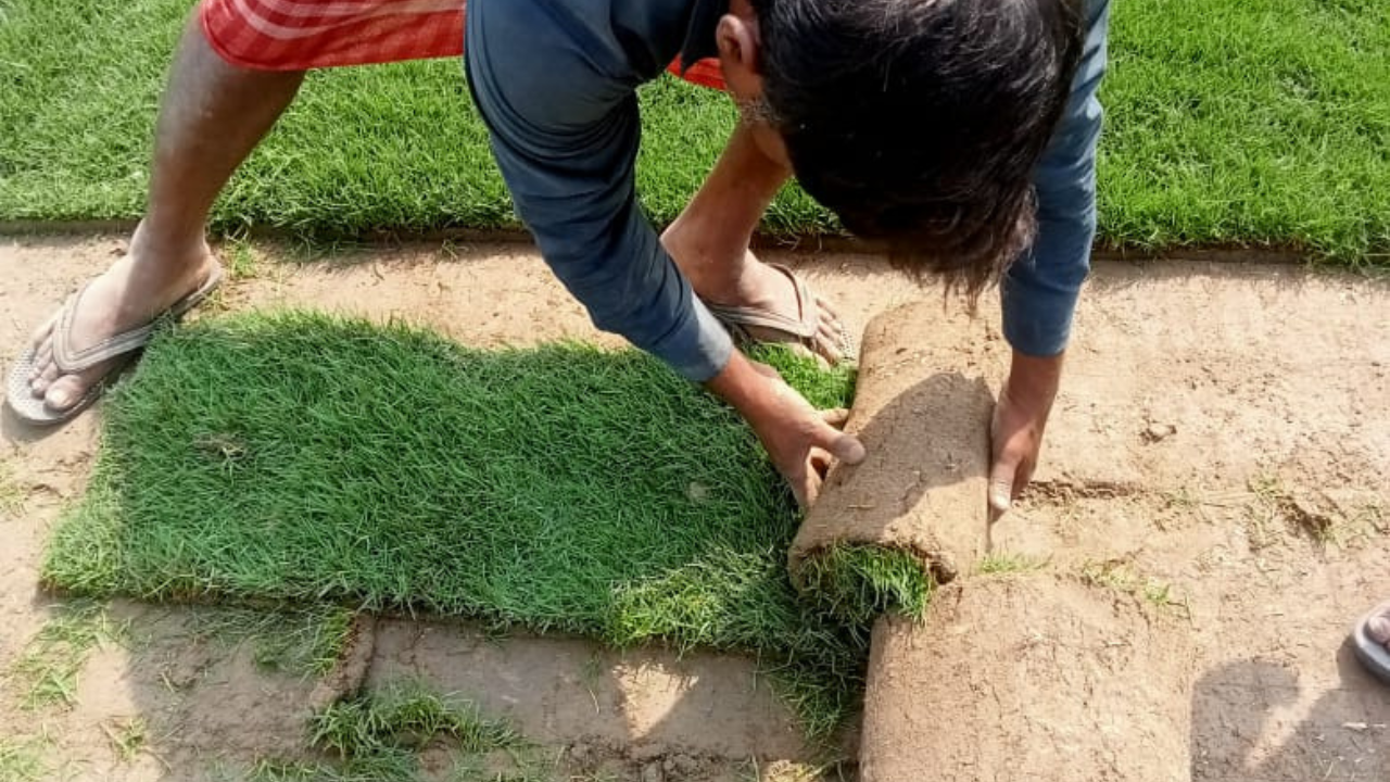 Order loose natural lawn grass online today and get it delivered to your doorstep within 1 day!