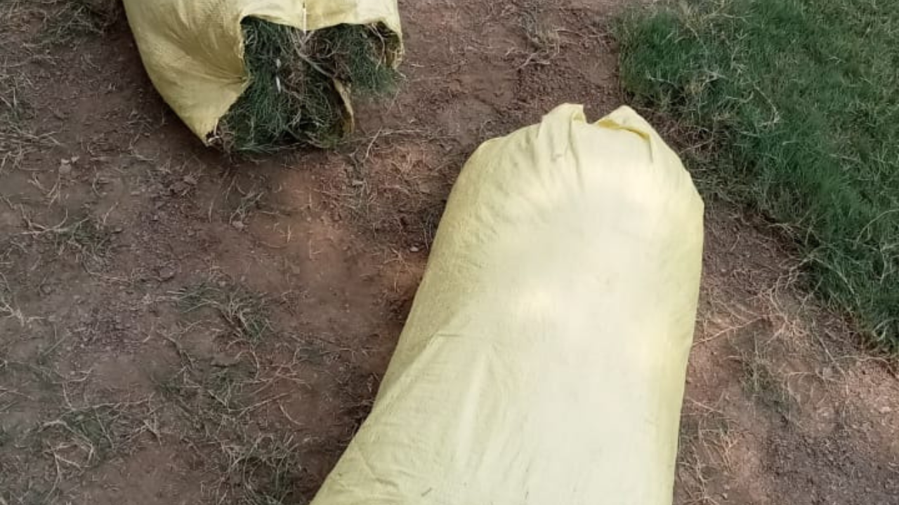 Order loose natural lawn grass online today and get it delivered to your doorstep within 1 day!