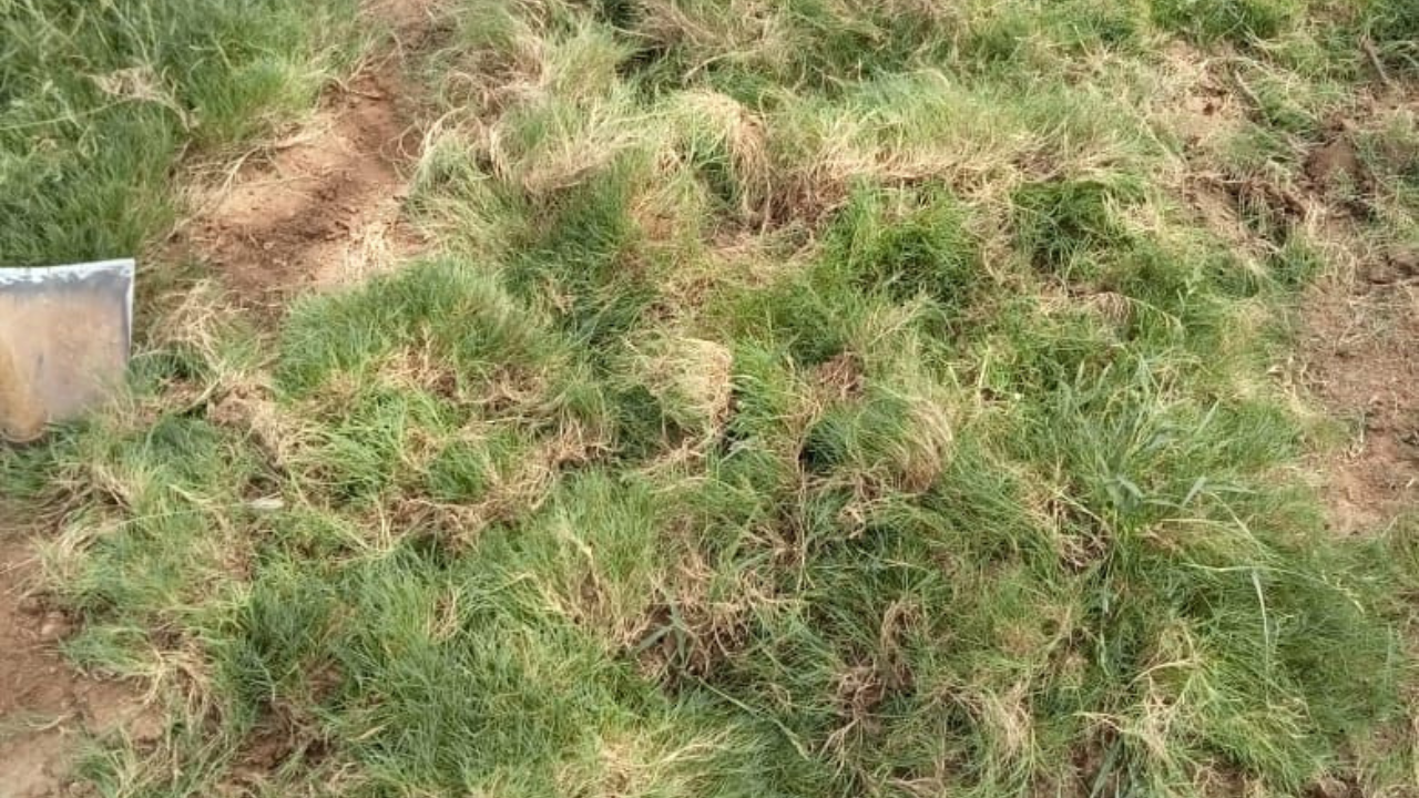 Order loose natural lawn grass online today and get it delivered to your doorstep within 1 day!