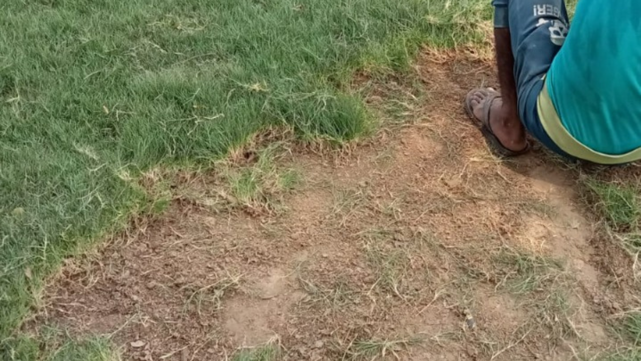 Order loose natural lawn grass online today and get it delivered to your doorstep within 1 day!