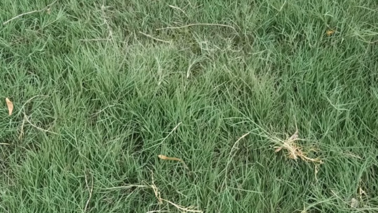 Order loose natural lawn grass online today and get it delivered to your doorstep within 1 day!