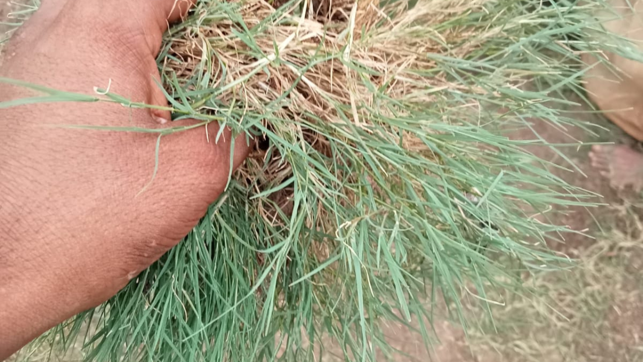 Order loose natural lawn grass online today and get it delivered to your doorstep within 1 day!