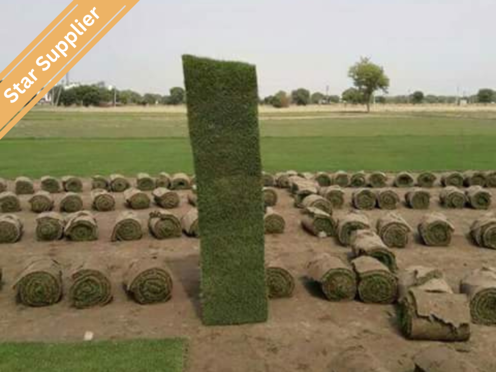 Natural grass suppliers in Ahmedabad