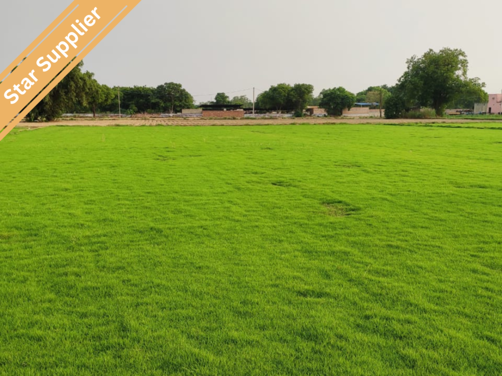 Best Natural Grass for Surat Gardens