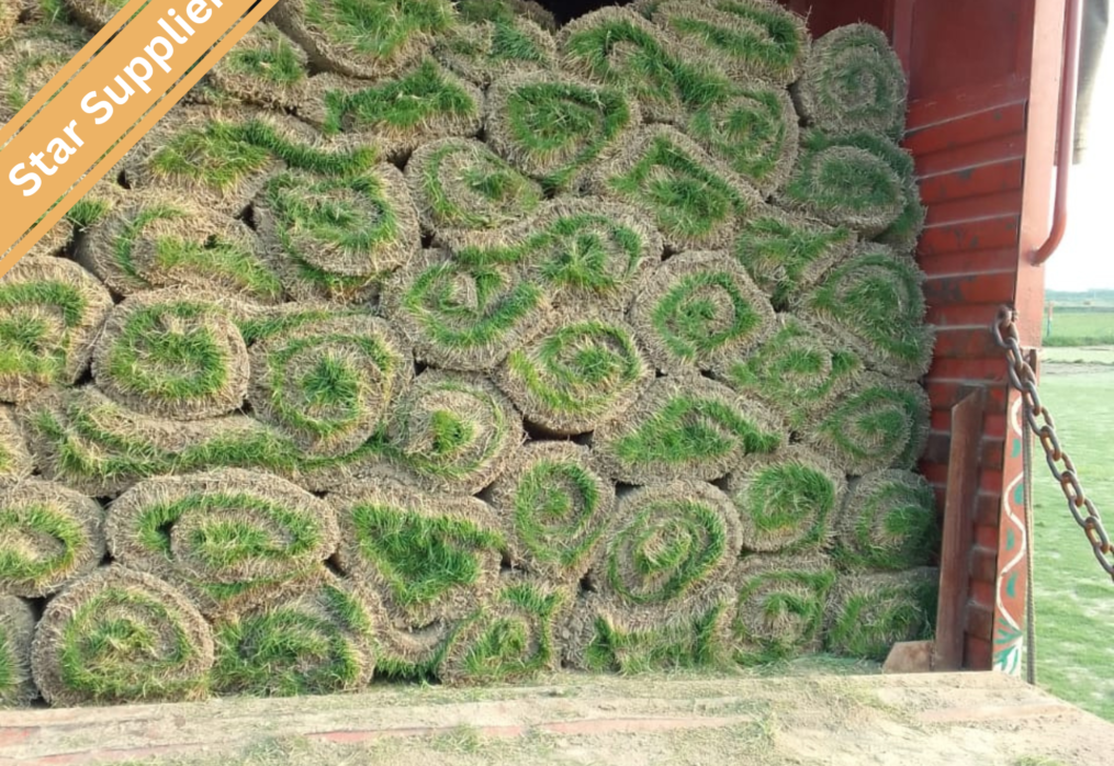 Natural Lawn Grass in Gwalior | Wholesale Natural Lawn Grass | Lawn Grass Carpet | Natural Lawn Grass | Natural Lawn Grass Supplier | Natural Grass in Bulk | Natural Lawn Grass Wholesale Price | Buy Natural Lawn Grass in Gwalior