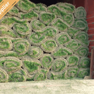 Best Natural Grass for Surat Gardens