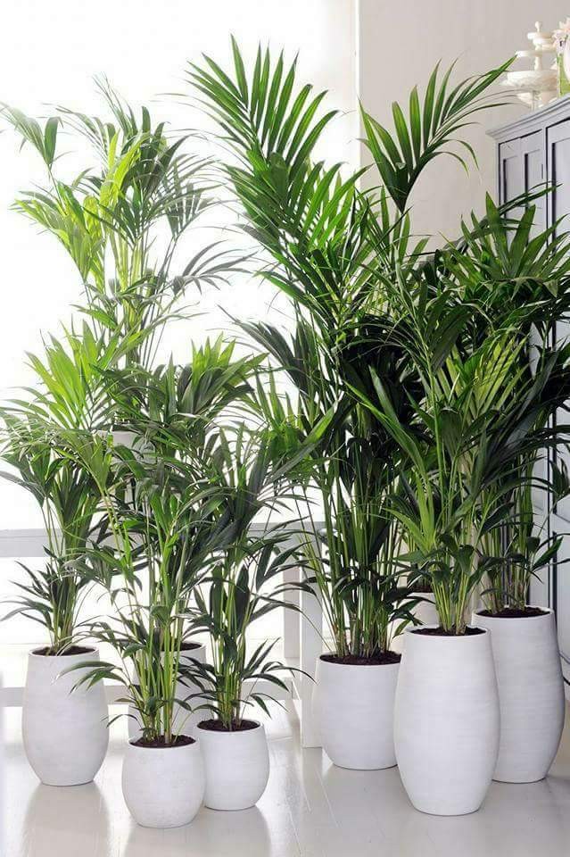 Indoor plants for stress relief