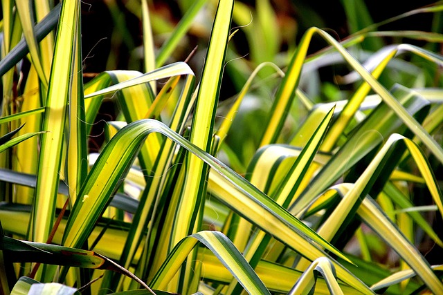 7 Houseplants That Promote Good Health and Wellness