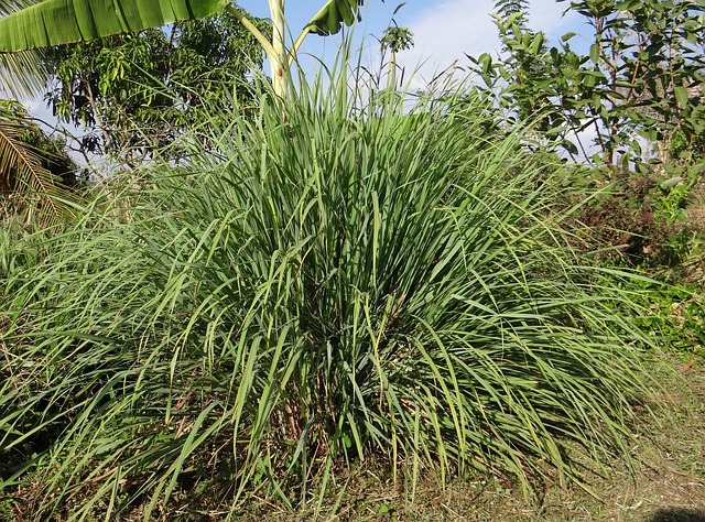 Citronella Grass mosquito repellent