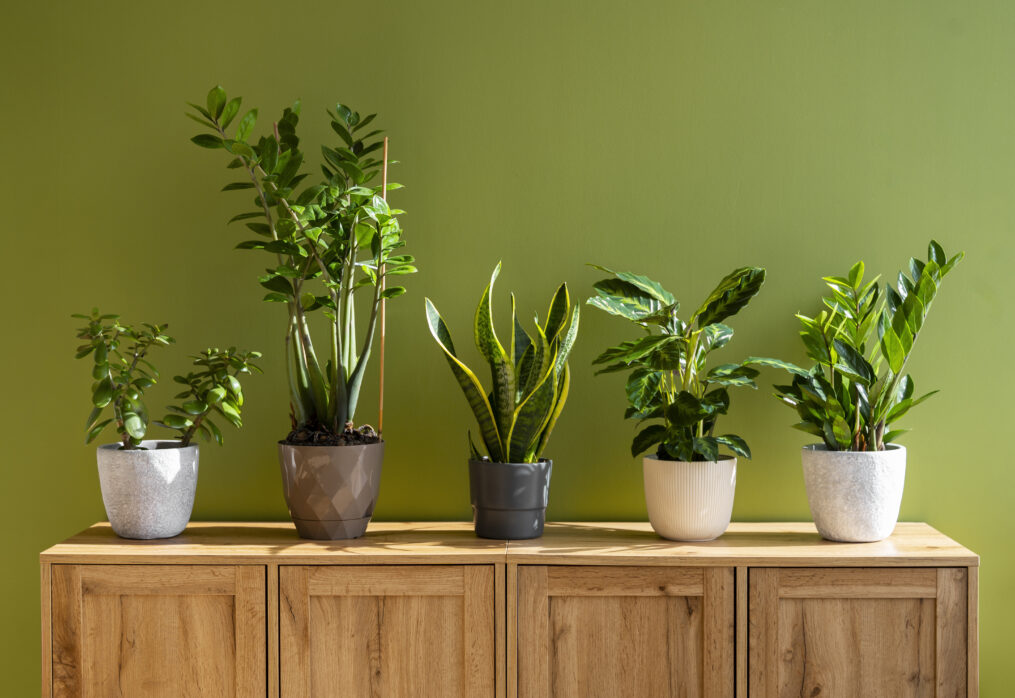 9 Indoor Plants That Are Perfect for Stress Relief