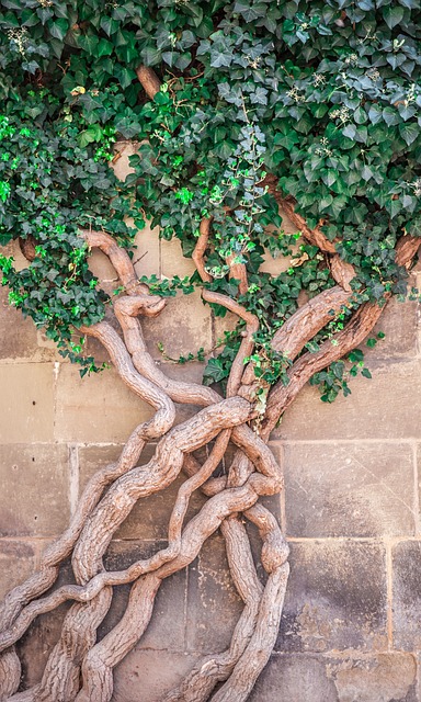 Indoor plants for stress relief