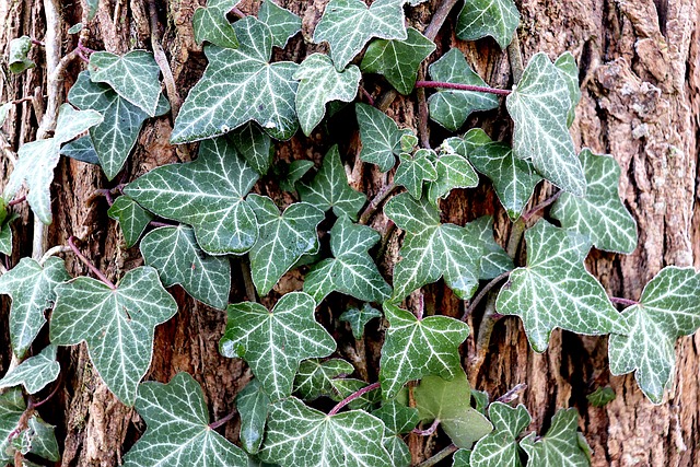 7 Houseplants That Promote Good Health and Wellness