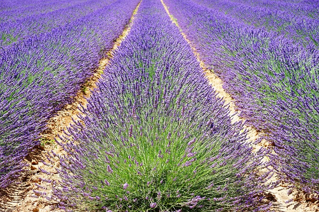 Lavender mosquito repellent