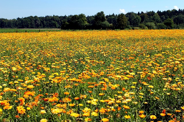 Marigolds repel mosquitoes