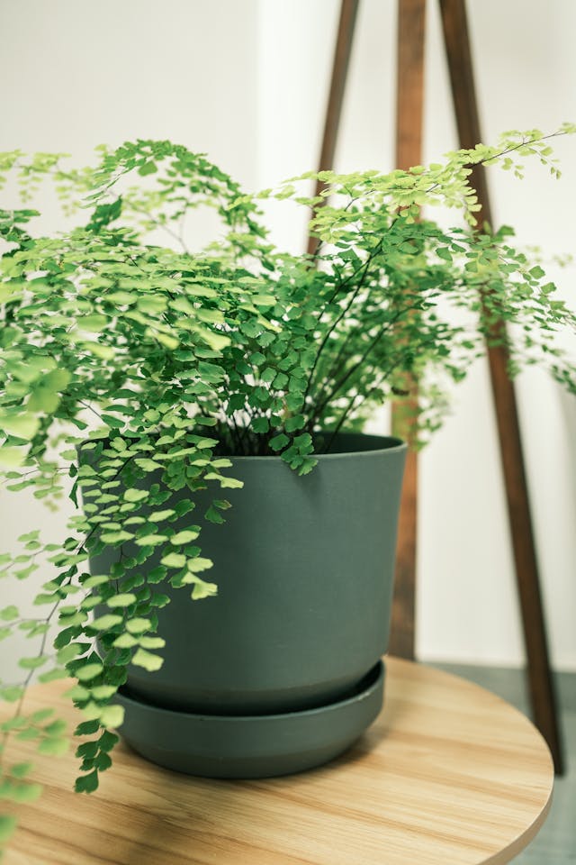 Maidenhair Fern (Adiantum)