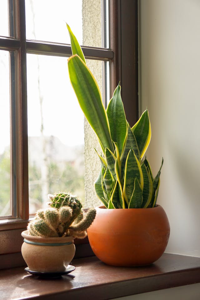 Study desk with Vastu plants to improve focus and concentration.