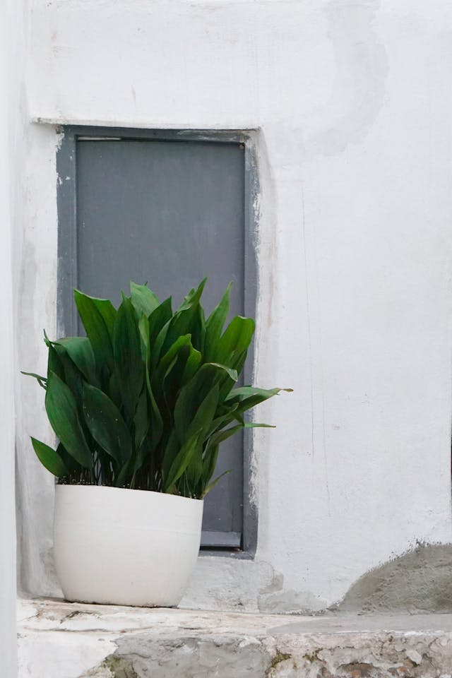 Cast Iron Plant (Aspidistra elatior)