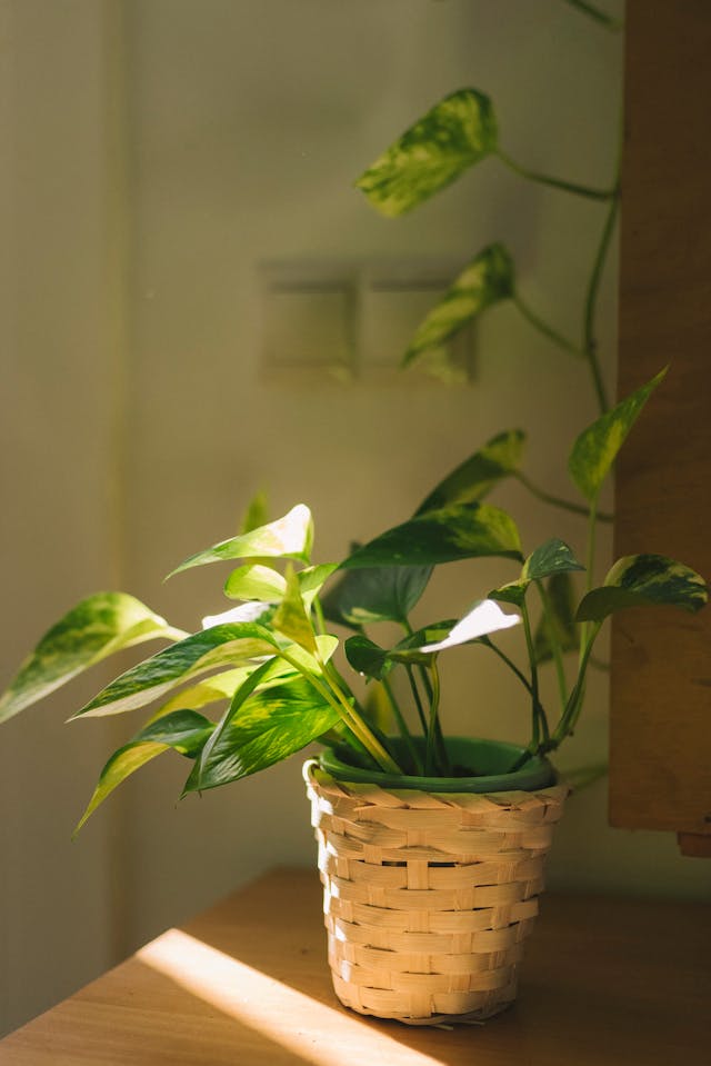 Money plant in a hanging basket, thriving in a well-lit balcony.