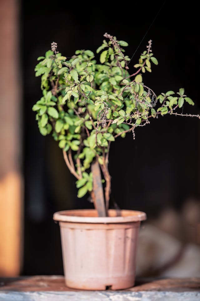 Tulsi plant in a traditional clay pot on a balcony