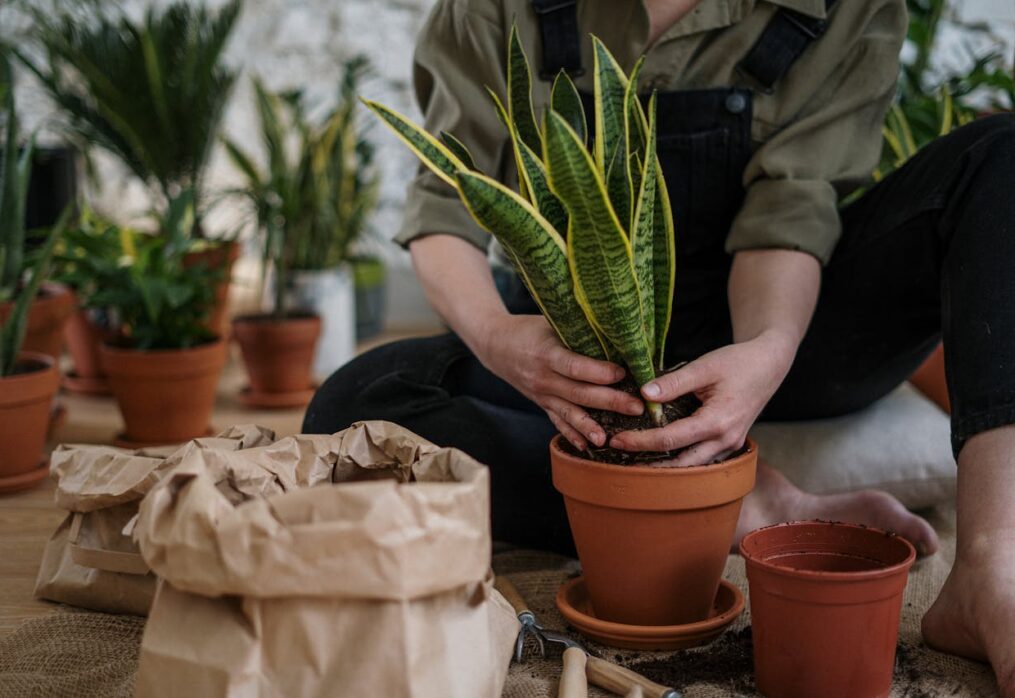 Top 5 Vastu Plants for Your Kitchen to Promote Health and Prosperity