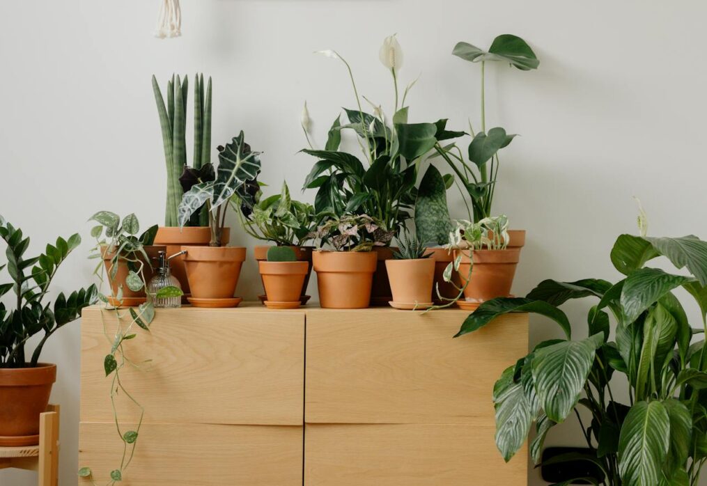 Plants That Attract Positivity and Prosperity at Home