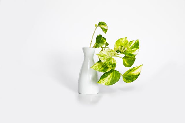 Money plant in a ceramic pot placed on a table