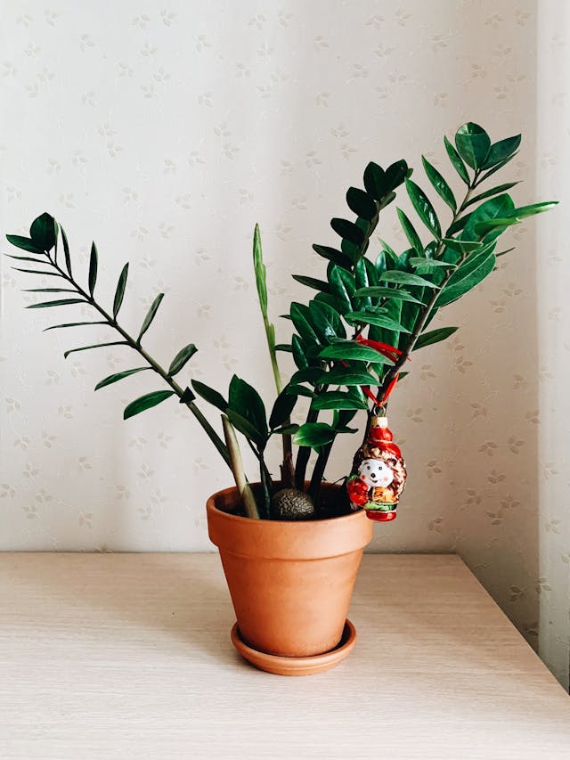 10 Low-Light Plants That Add Peace and Positivity to Your Home