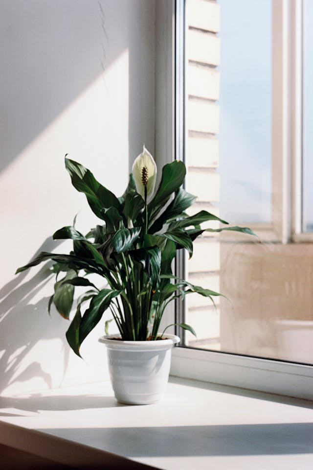 Bring positivity and vitality into your living room by incorporating Vastu-approved plants that nurture both body and mind.