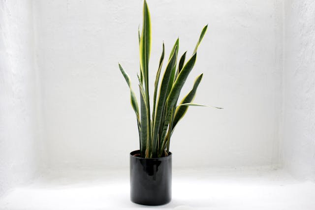 Top 10 Low-Light Plants for Your Home