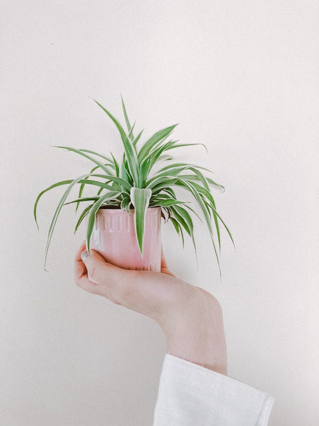 Spider Plant (Chlorophytum comosum)