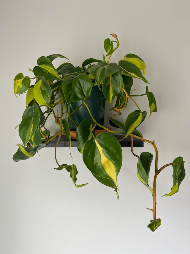 Heartleaf Philodendron (Philodendron hederaceum)