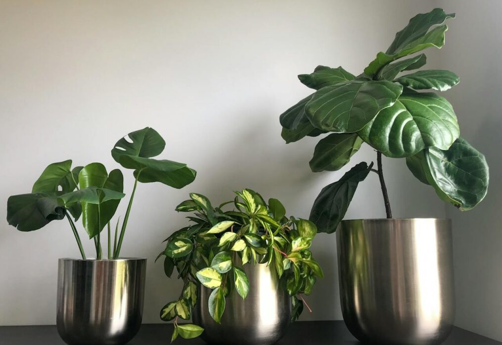 Transform Your Home with These Vastu-Friendly Plants