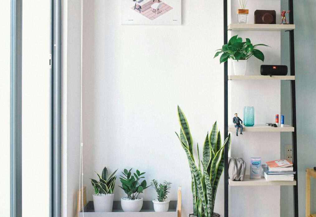 Lucky Plants for Home and Office to Attract Wealth