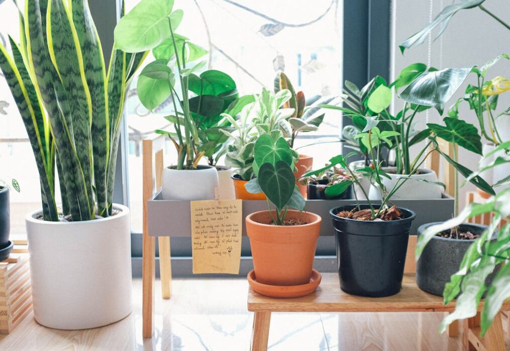 10 Low-Light Plants That Add Peace and Positivity to Your Home