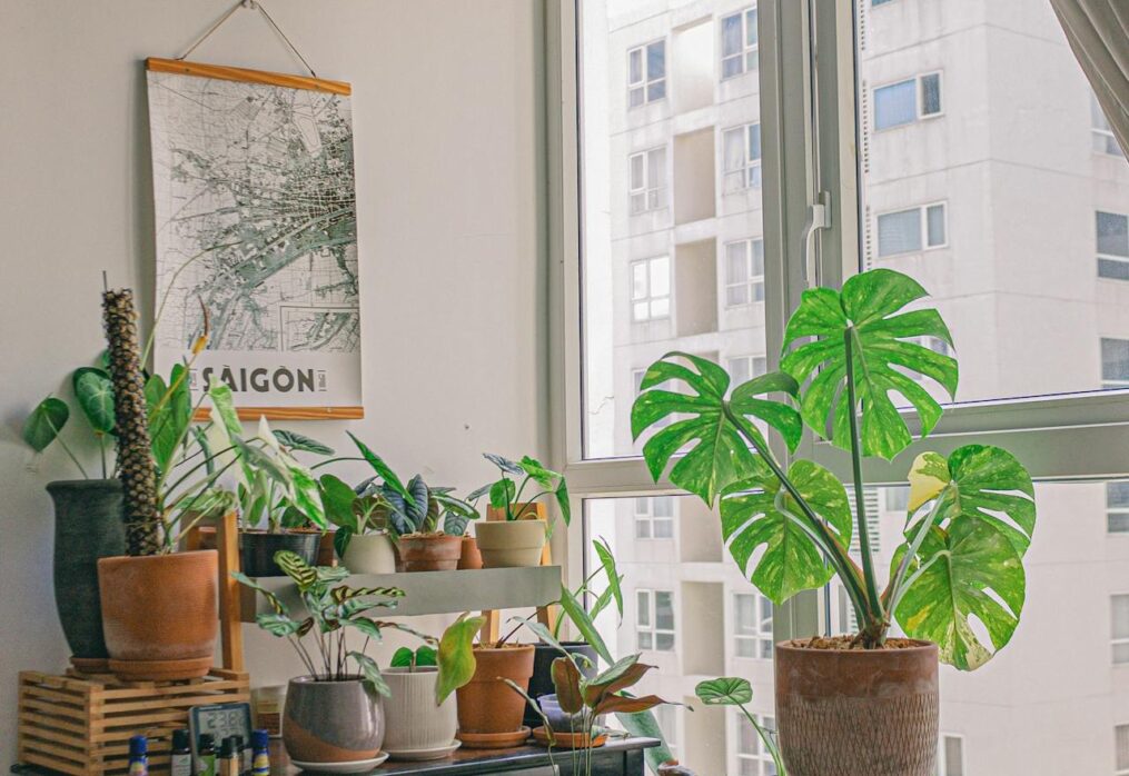 Vastu and Feng Shui: Choosing the Right Plants for Your Home