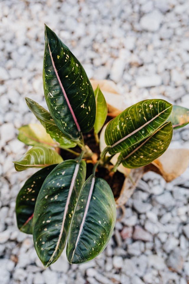 Chinese Evergreen (Aglaonema)