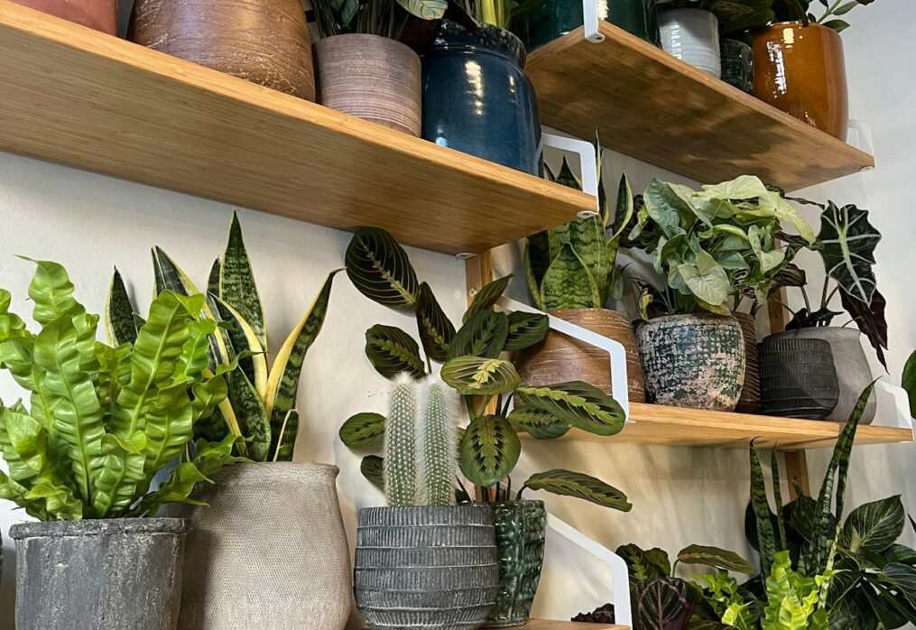 Lucky Indoor Plants to Attract Wealth and Prosperity