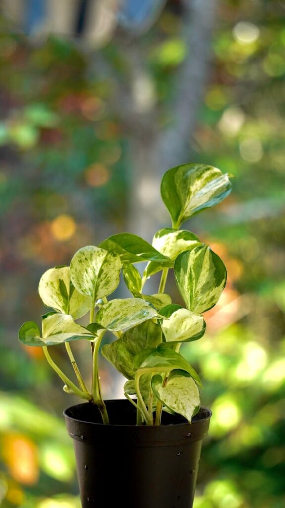 plants for good luck and wealth in home