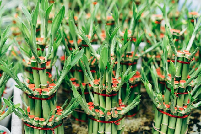 Vastu and Feng Shui-approved plants in a home office for better productivity.