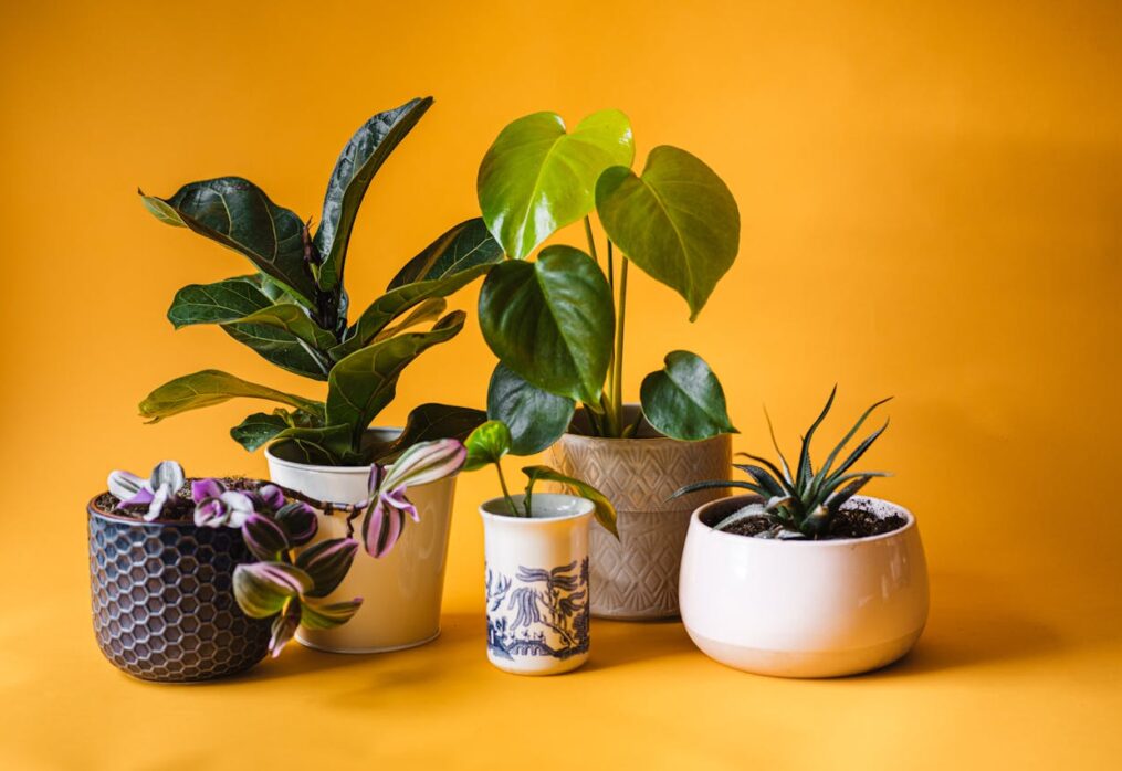 7 Houseplants That Promote Good Health and Wellness