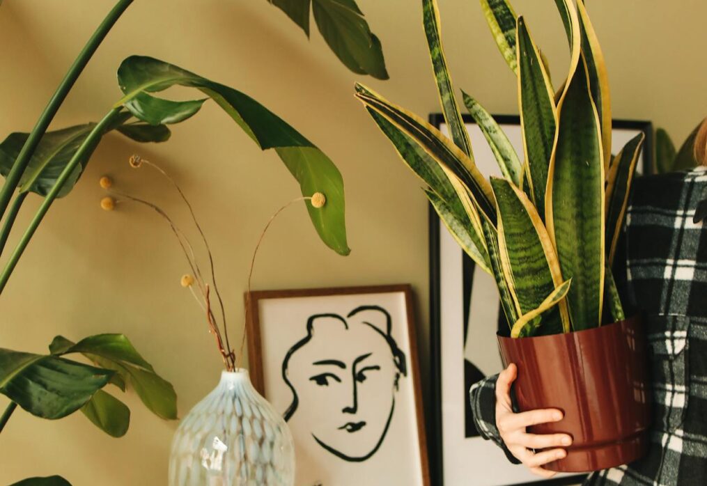 Vastu Shastra for Beginners: How to Harmonize Your Home with the Right Plants